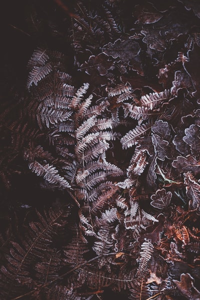棕色蕨类植物的平面摄影